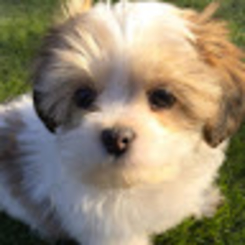 Meet your Posher, Jasmine